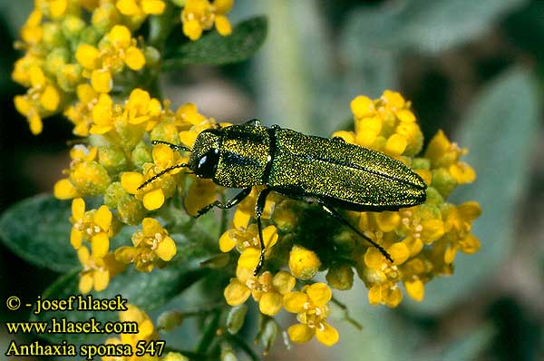 Anthaxia sponsa