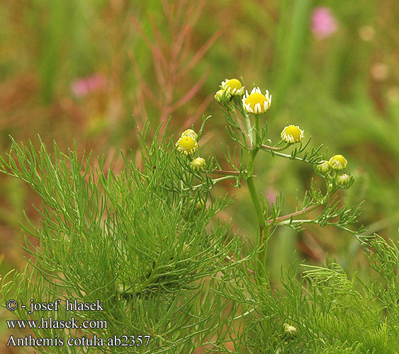 Anthemis cotula