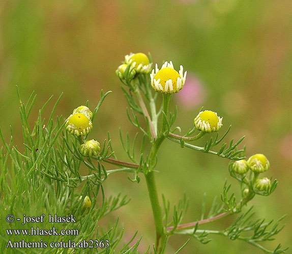 Anthemis cotula