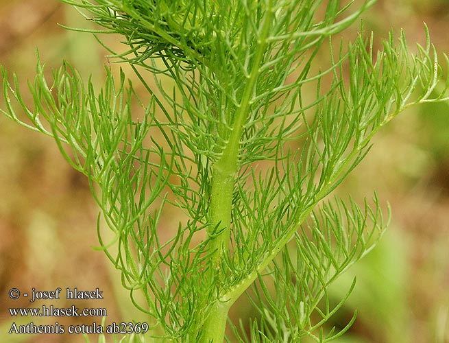 Anthemis cotula