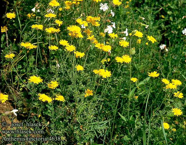 Anthemis tinctoria Golden Marguerite Farve-Gaseurt Keltasauramo