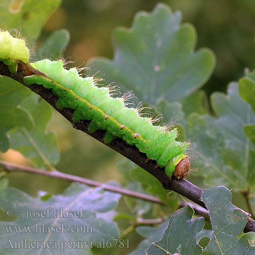 Antheraea pernyi Chinese Oak Silkmoth Tasar Tussah Moth