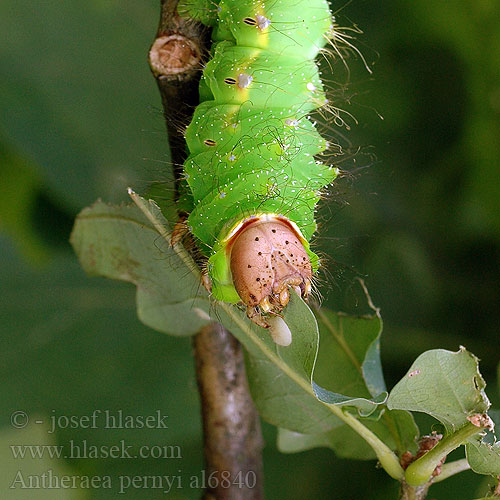 Chinese Oak Silkmoth Tasar Tussah Moth Martináč čínský