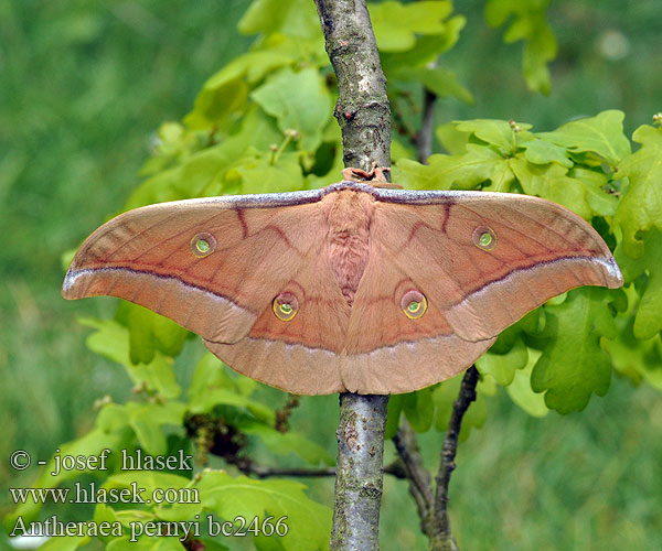 Antheraea pernyi Chinese Oak Silkmoth Tasar Tussah Moth