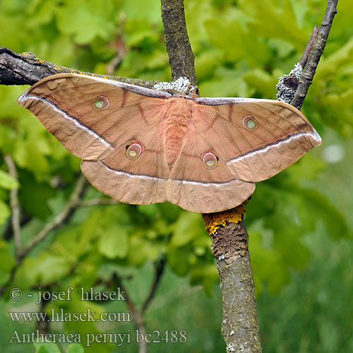 Antheraea pernyi ），柞蚕（ Bombyx chinois chêne サクサン