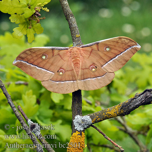 Antheraea pernyi ），柞蚕（ Bombyx chinois chêne