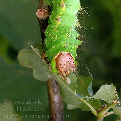 Japanese oak silkworm Attacus Yama-maï ﾔﾏﾏﾕ 山繭・学名