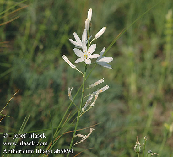 Anthericum liliago Bělozářka liliovitá Traubige Graslilie