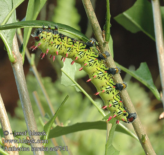 Antherina suraka ac9741