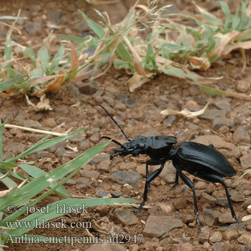 Anthia cinctipennis