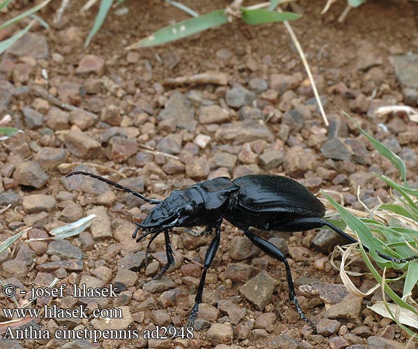 Anthia cinctipennis