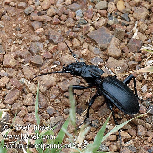 Anthia cinctipennis