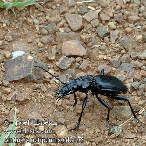 Anthia cinctipennis