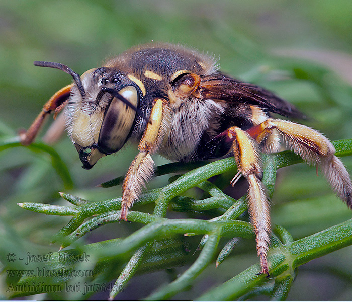 Anthidium loti