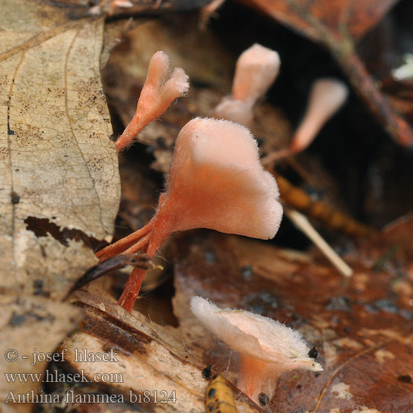 Anthina flammea Anthina ohnivá Eldtofs Anthina flammee