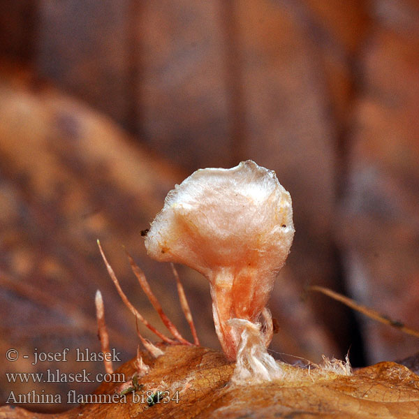 Anthina ohnivá Eldtofs Anthina flammee Антина огненная