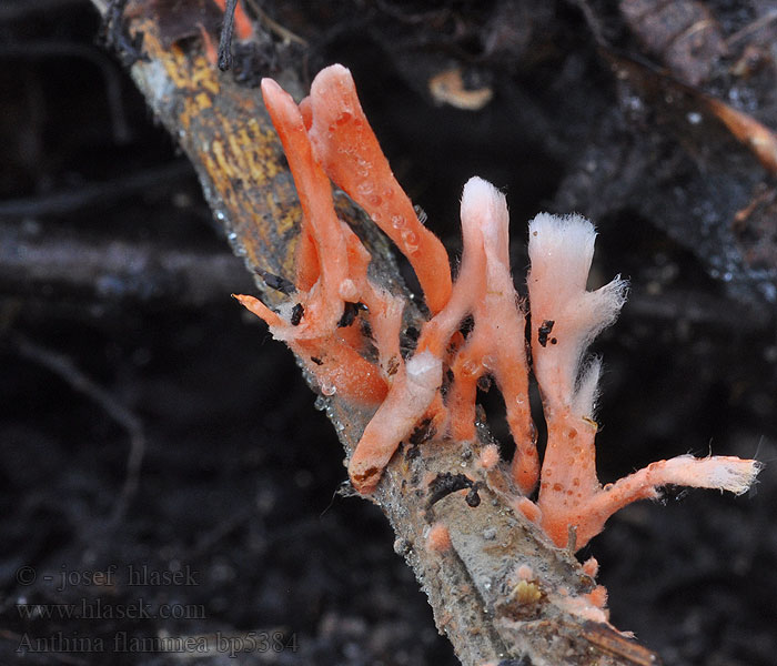 Anthina ohnivá Eldtofs Anthina flammee Антина огненная Flammenschweif Eldtofs Anthina flammea