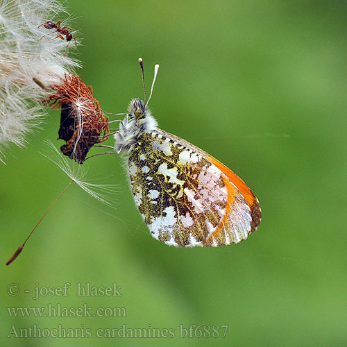 Orange Tip Aurore Aurorafalter Zorzynek rzeżuchowiec