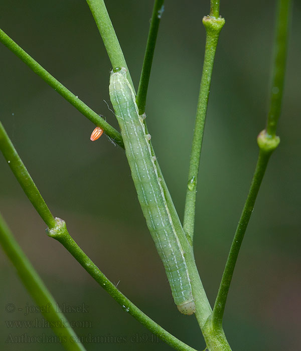 Mlynárik žeruchový Anthocharis cardamines