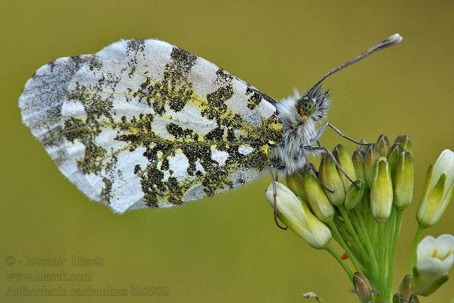 Bělásek řeřichový Anthocharis cardamines