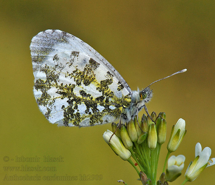 Зорька обыкновенная Anthocharis cardamines