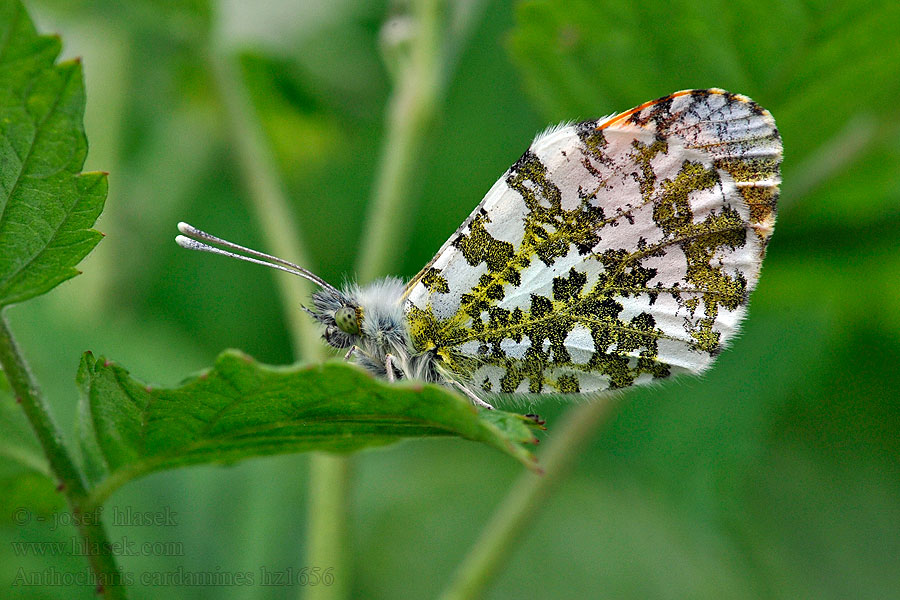 Bělásek řeřichový Anthocharis cardamines