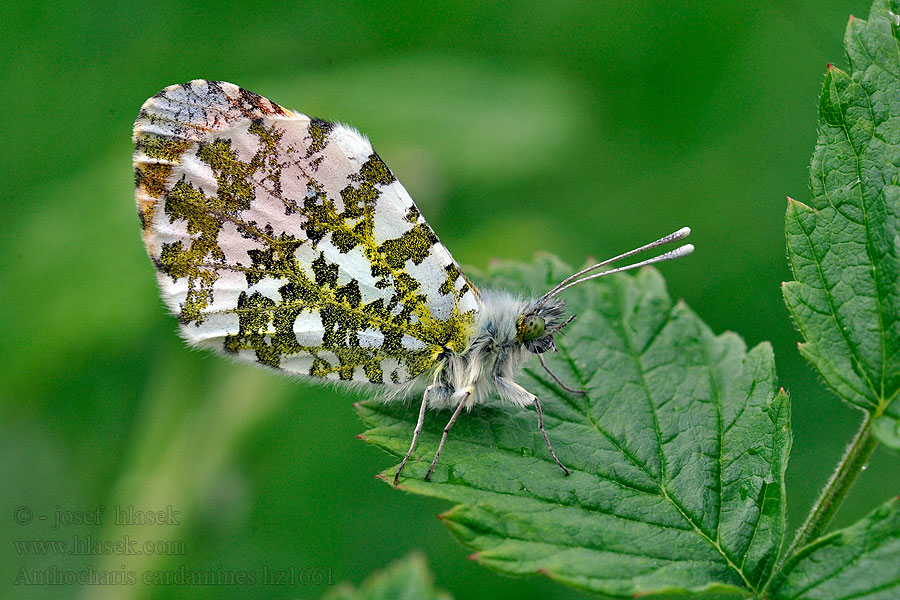 Зорька обыкновенная Anthocharis cardamines