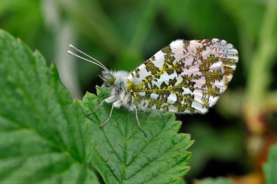 Oranjetipje Anthocharis cardamines