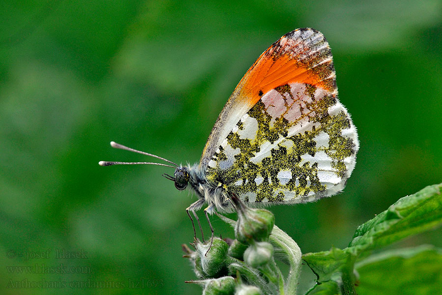 Aurora Anthocharis cardamines