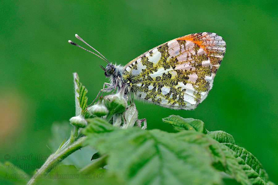 Auroraperhonen Anthocharis cardamines