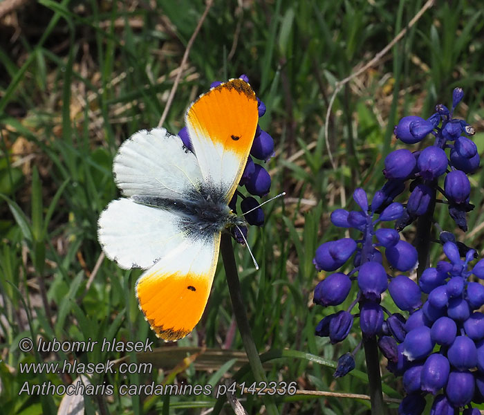 Anthocharis cardamines
