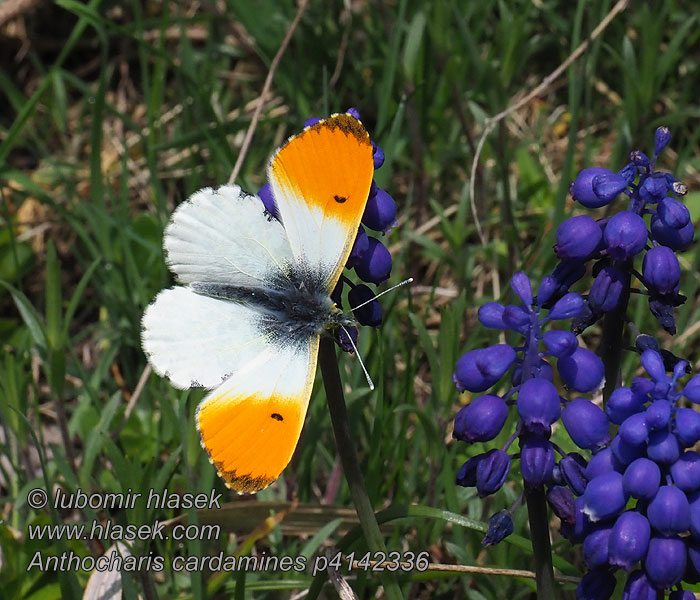 Anthocharis cardamines