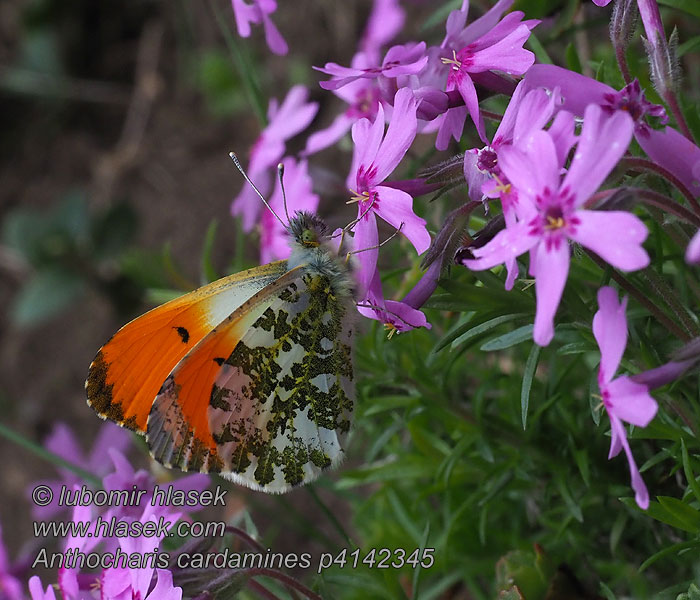 Anthocharis cardamines