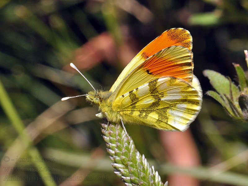 Anthocharis euphenoides belia Provence orange tip Aurore Provence