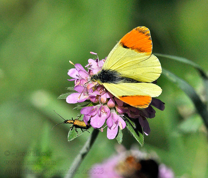 Anthocharis euphenoides belia Provence orange tip