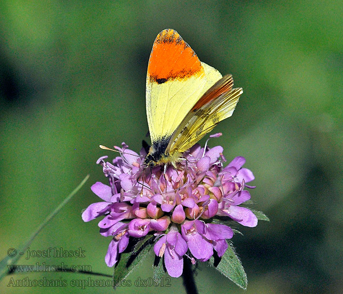 Anthocharis euphenoides belia Aurore Provence Aurora meridional