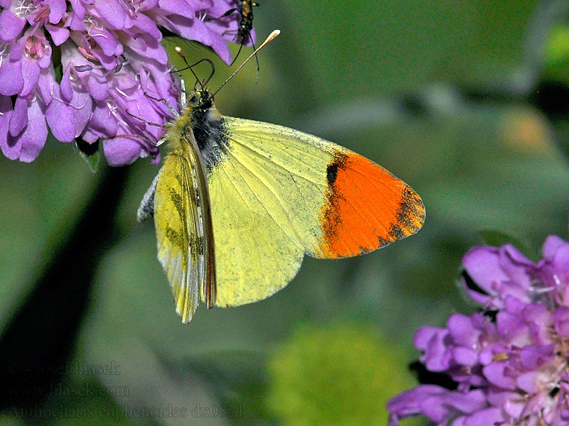 Bělásek žlutokřídlý Anthocharis euphenoides