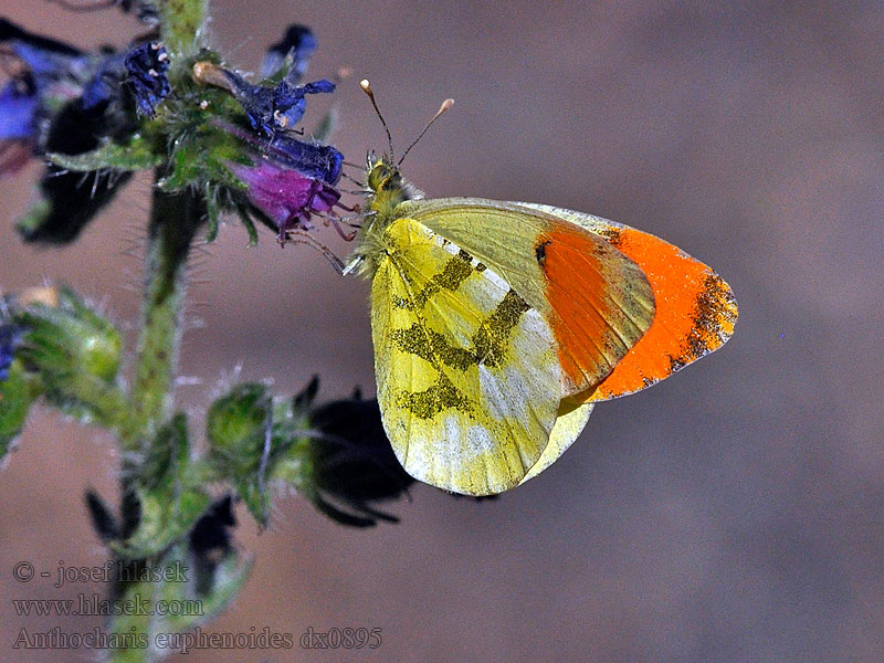 Provence orange tip Anthocharis euphenoides