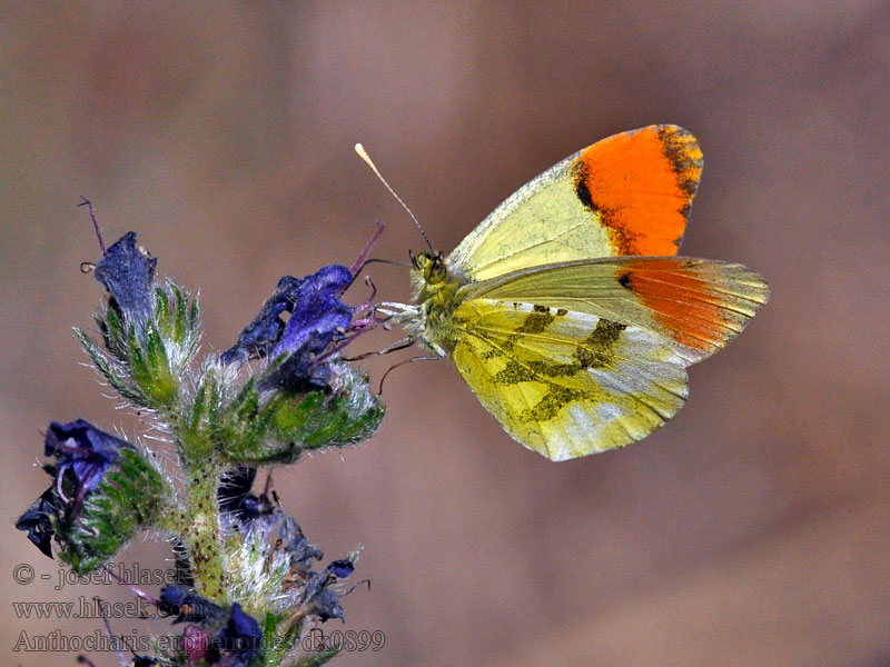 Aurore Provence Aurora meridional Anthocharis euphenoides