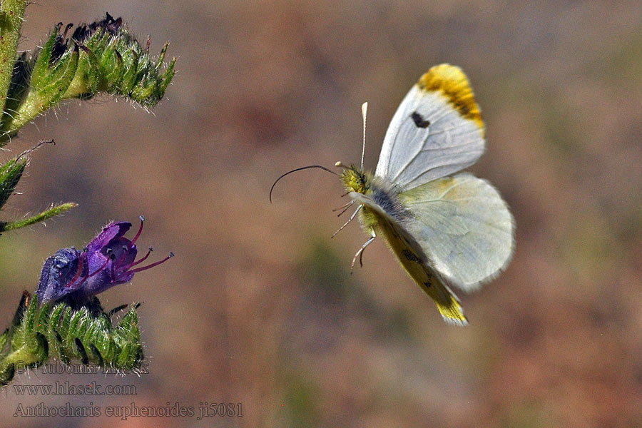 Provence orange tip Anthocharis belia