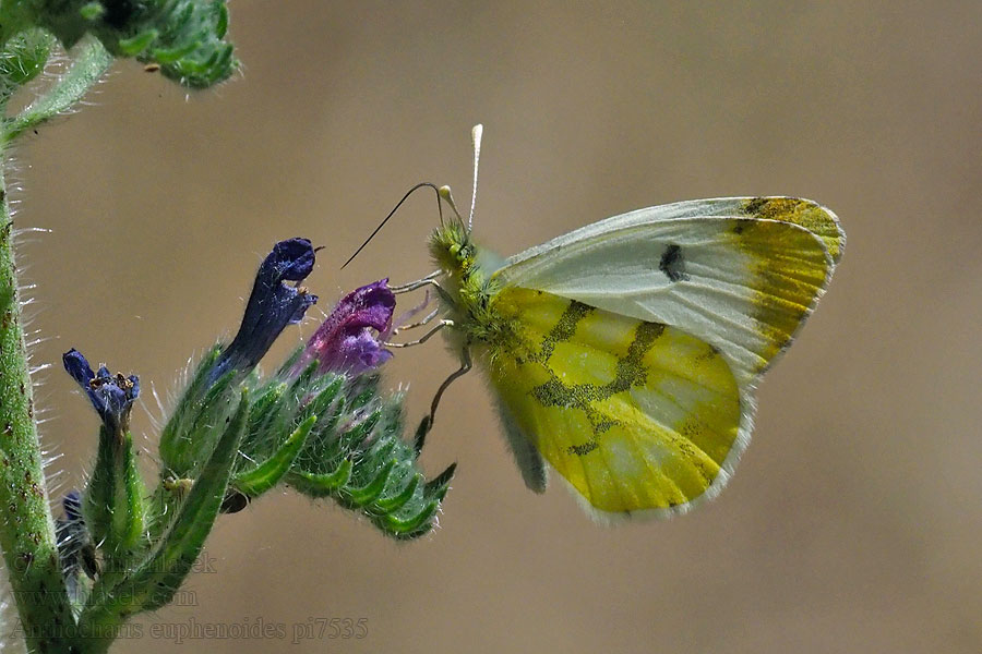 <title>Anthocharis euphenoides belia Bělásek žlutokřídlý</title>