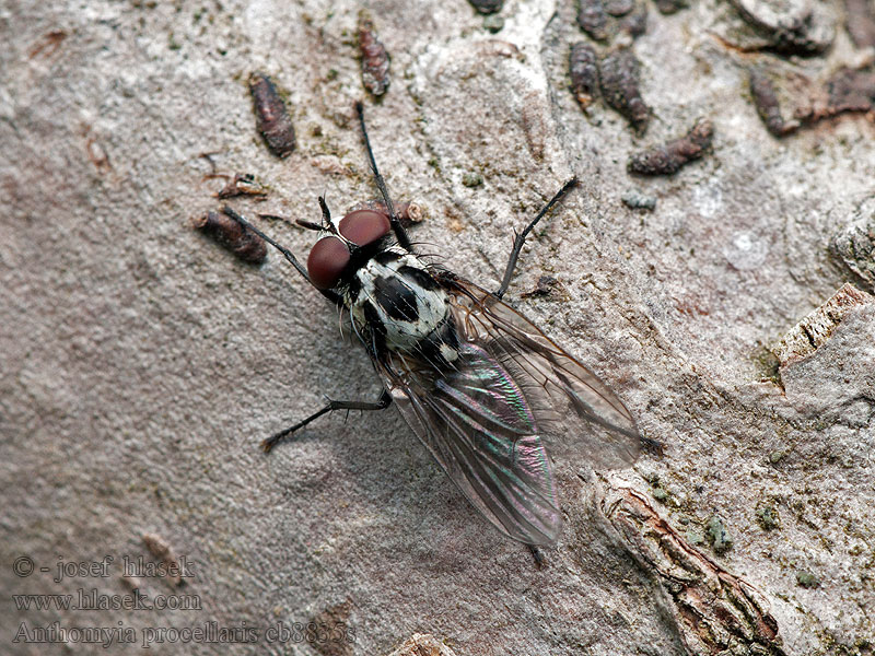 Anthomyia procellaris