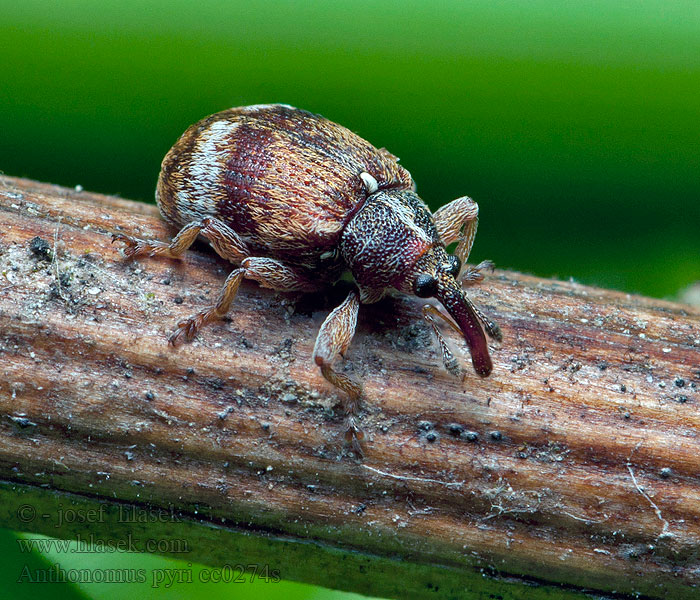 Anthonomus pyri Květopas hrušňový Pompás rügylikasztó Kwieciak gruszowiec Грушевый цветоед
