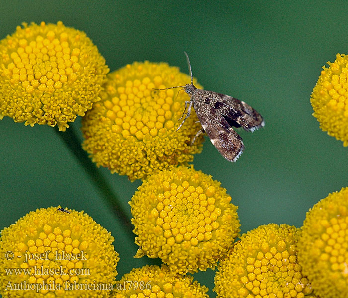 Anthophila fabriciana Molovenka kopřivová