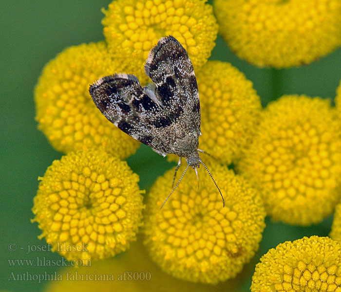 Anthophila fabriciana Common nettle-tap Listomôľka Fabriciova