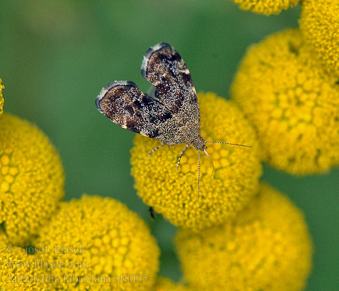 Anthophila fabriciana Моль-листовертка смоковная Brandnetelmotje