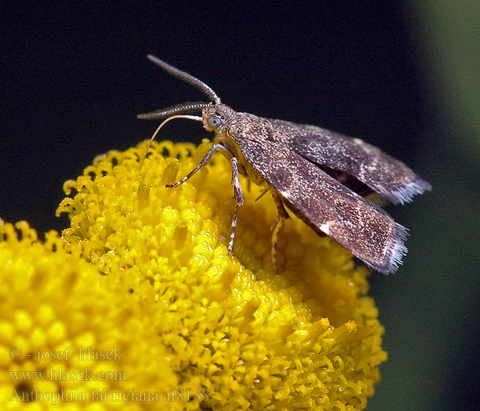 Molovenka kopřivová Anthophila fabriciana