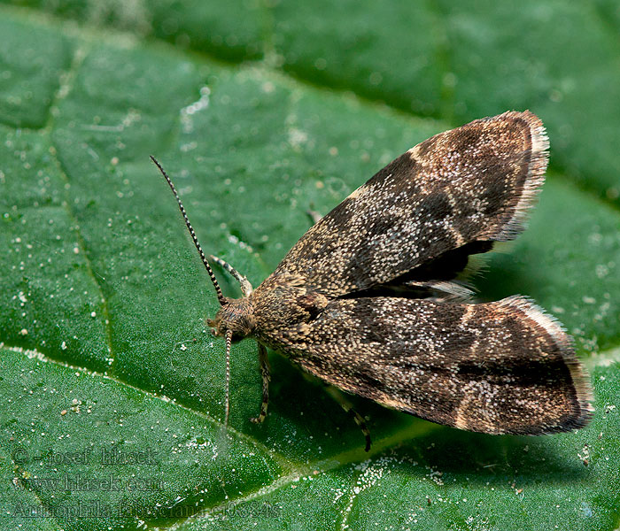 Anthophila fabriciana