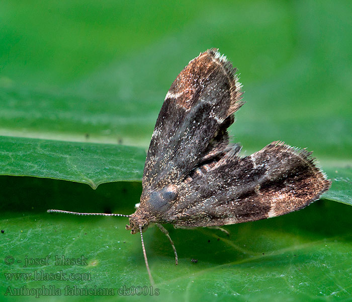 Bredvingad nässelmal Anthophila fabriciana