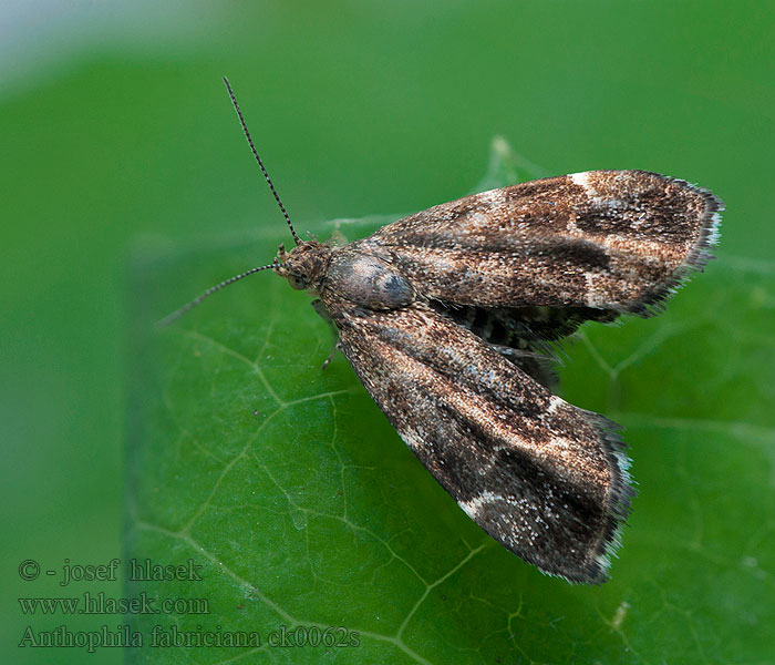 Brandnetelmotje Bredvingad nässelmal Anthophila fabriciana